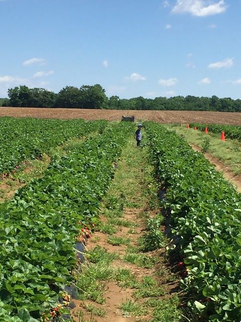 Monmouth Battlefield State Park